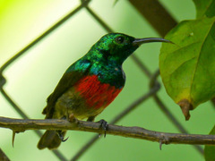 Cinnyris chloropygius