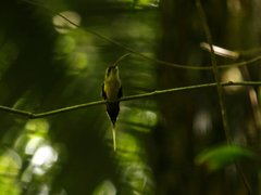 Phaethornis superciliosus
