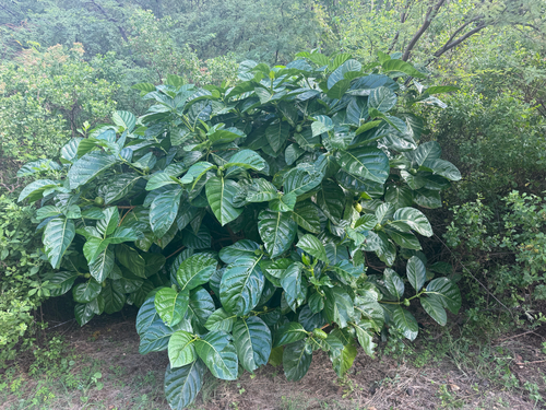 Morinda citrifolia observed 2026-10-17