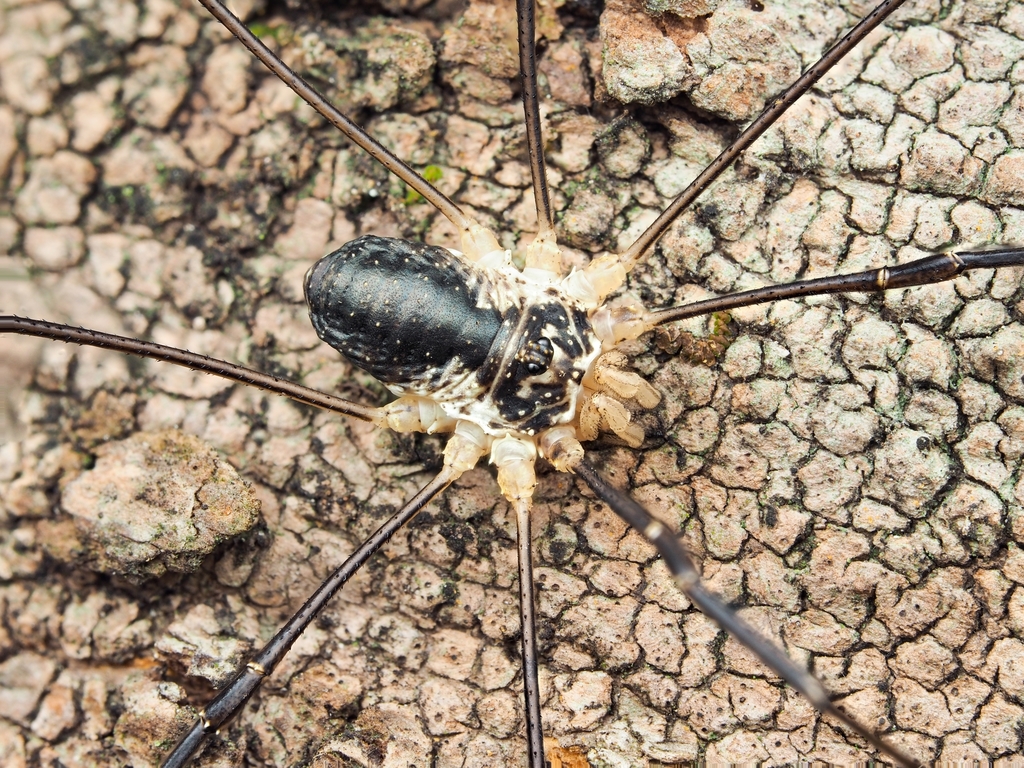 Odiellus aspersus