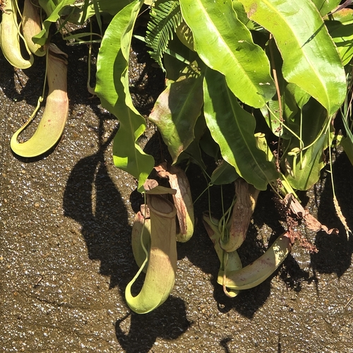 Nepenthes mirabilis observed 2026-10-18