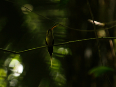 Phaethornis superciliosus