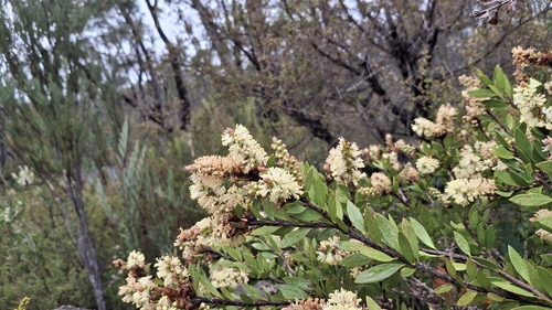 Melaleuca pallida observed 2026-10-18