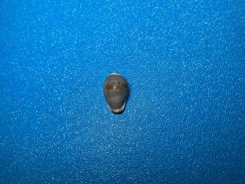 Purpuradusta gracilis observed 2026-10-18