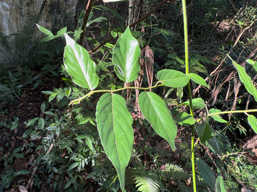 Ventilago observed 2026-10-17