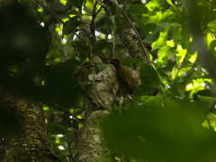 Piculus chrysochloros