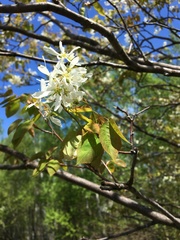 Amelanchier canadensis