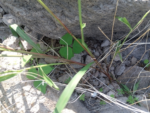 Urochloa fusca observed 2026-10-16