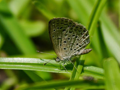 Zizeeria knysna
