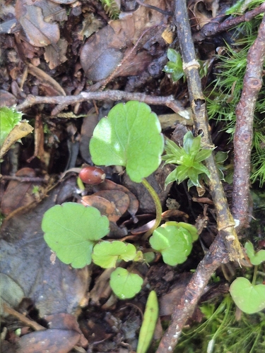 Viola filicaulis observed 2026-10-17