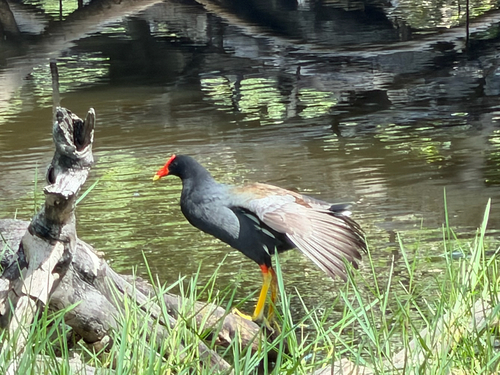 Gallinula chloropus observed 2026-10-17