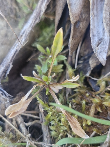 Wahlenbergia albomarginata observed 2026-10-18