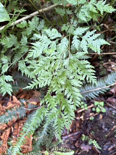 Pteris macilenta observed 2026-10-18