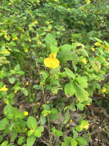 Impatiens noli-tangere observed 2026-10-18