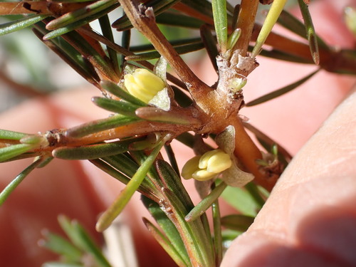 Coprosma acerosa observed 2026-10-18