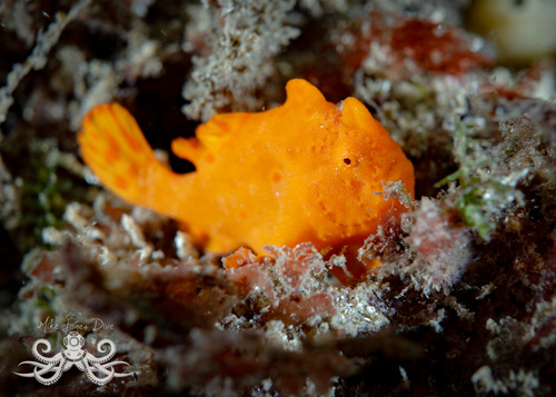 Antennarius pictus observed 2026-10-18