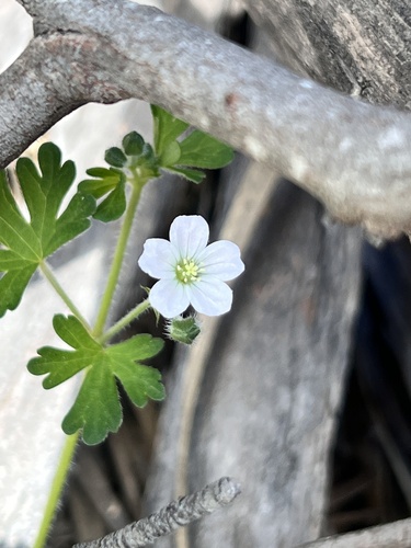 Geranium potentilloides observed 2026-10-17