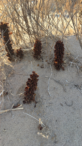desert broomrape