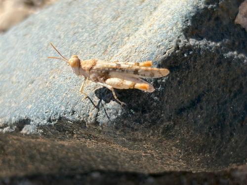 Cream Grasshopper