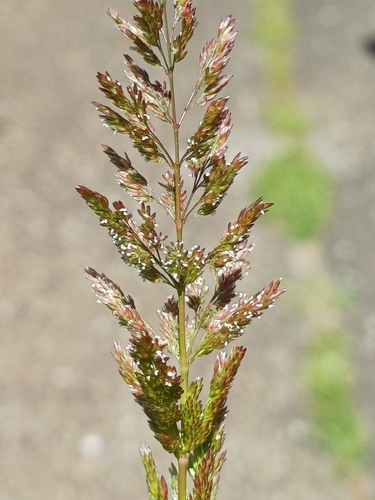 water beard grass