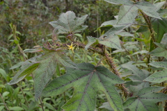 Solanum acerifolium
