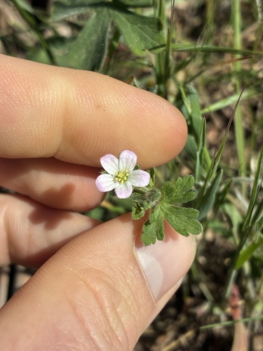 Geranium carolinianum observed 2026-10-18