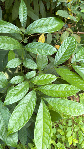 Swietenia macrophylla observed 2026-10-18