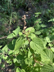 Ocimum labiatum