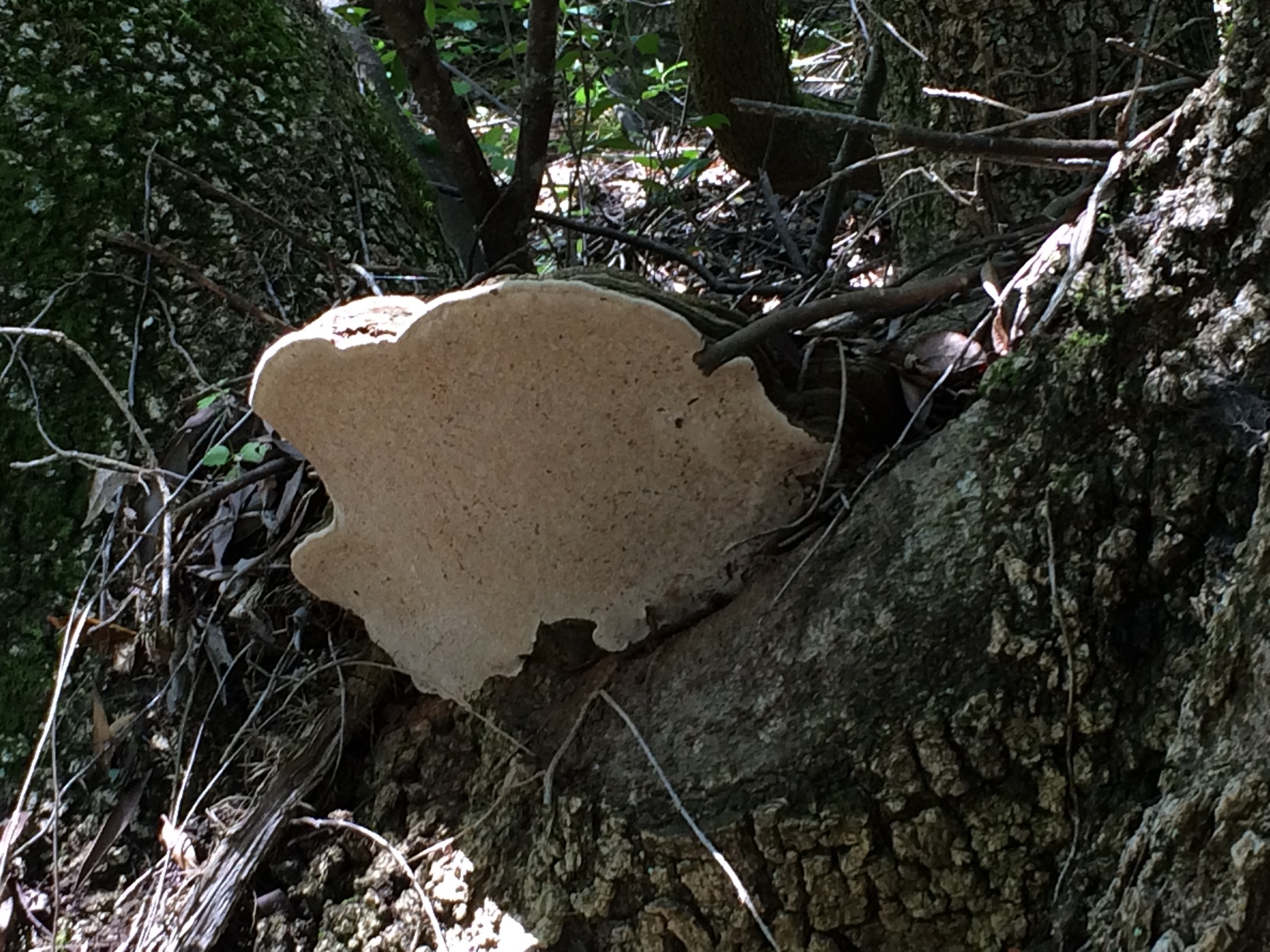 Ganoderma brownii image