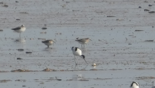 iNaturalist image