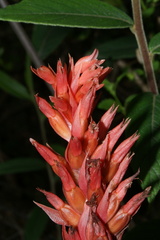 Stenorrhynchos speciosum