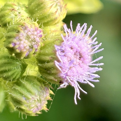 Ageratum conyzoides observed 2026-10-18