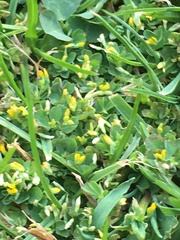 Trifolium micranthum