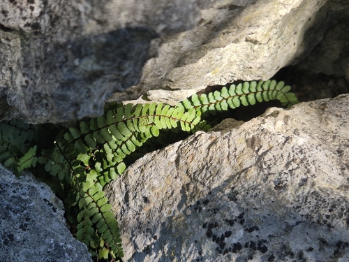maidenhair spleenwort