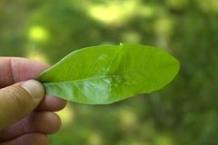Callirhytis confusa