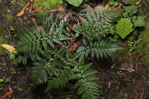 Polystichum neozelandicum observed 2026-10-17