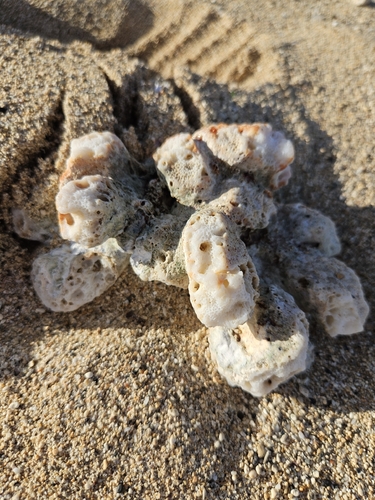 Pocillopora meandrina, 2026-10-17