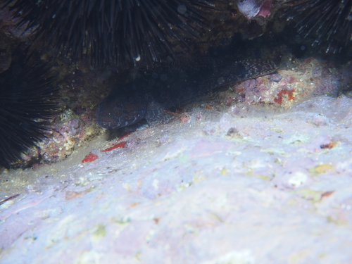 Gobius paganellus observed 2026-10-17