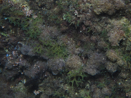 Dictyota dichotoma observed 2026-10-17