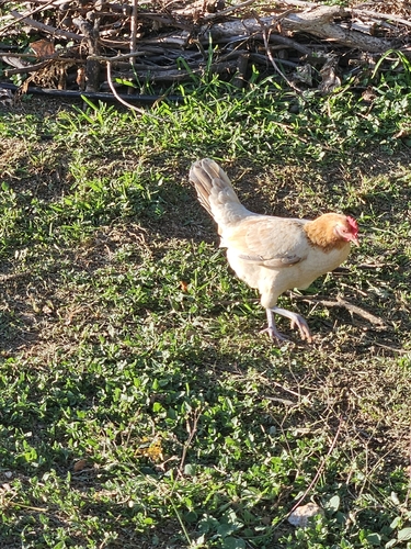 Gallus, 2026-10-17