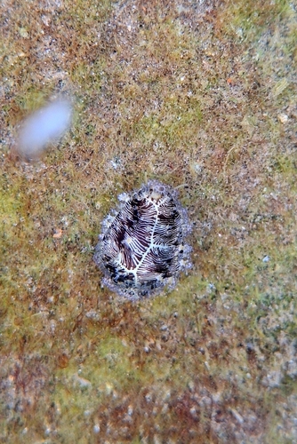 Cypraea moneta observed 2026-10-11
