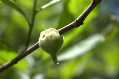 Callirhytis quercusventricosa