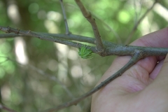 Dryocosmus floridensis