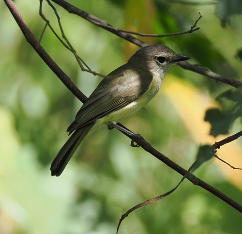 Pachycephala simplex observed 2026-09-18