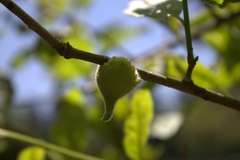 Callirhytis quercusventricosa
