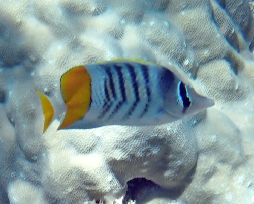 Chaetodon mertensii observed 2026-10-17