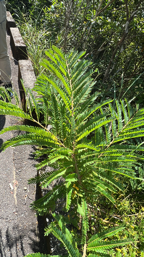 Phyllanthus emblica observed 2026-10-18