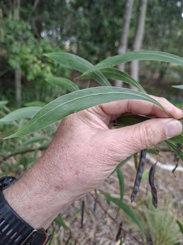Acacia falcata observed 2026-10-18