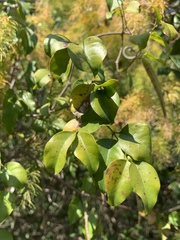 Secamone parvifolia