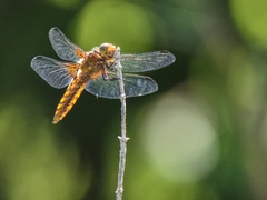 Libellula depressa